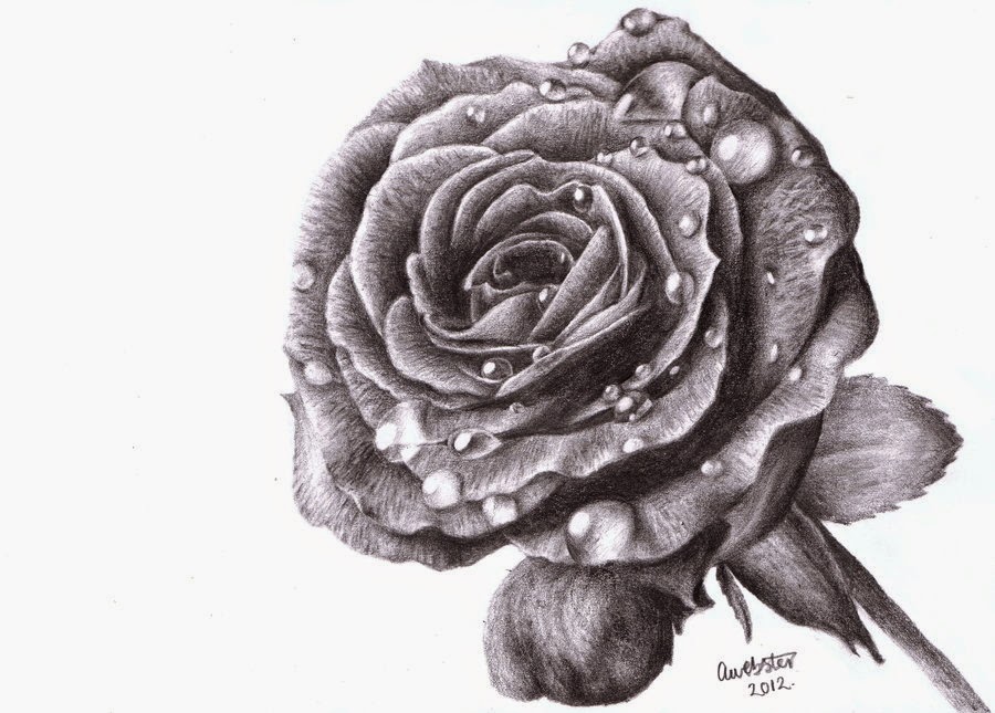 Rose Drawing