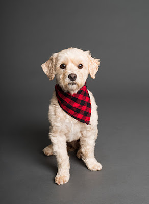 A small white dog wearing a black and red check handkerchief sits against a dark grey background