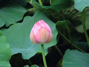 Lotus Flower Bulb (pink lotus flower bud)