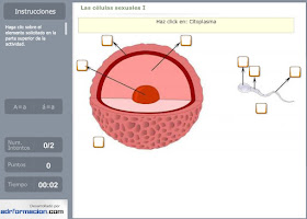 http://www.ceiploreto.es/sugerencias/florentino/laminas_interactivas/celulas_sexuales01/actividad.html