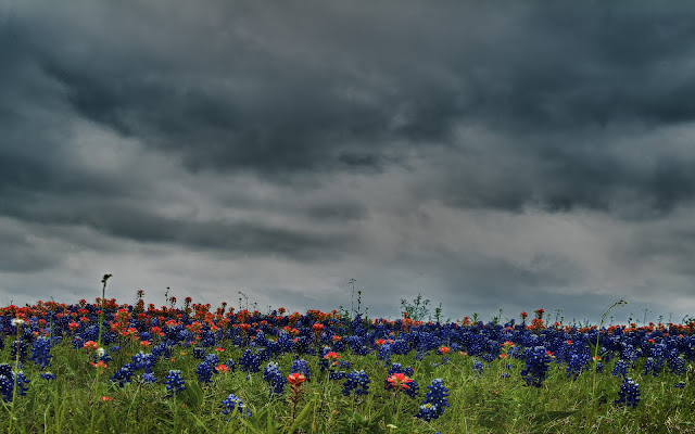 Paisajes de Flores en las Montañas HDR