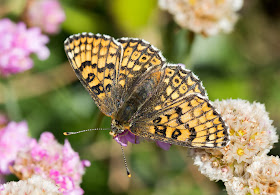 Glanville Fritillary - Isle of Wight