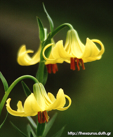 Лилия родопская (Lilium rhodopeum)