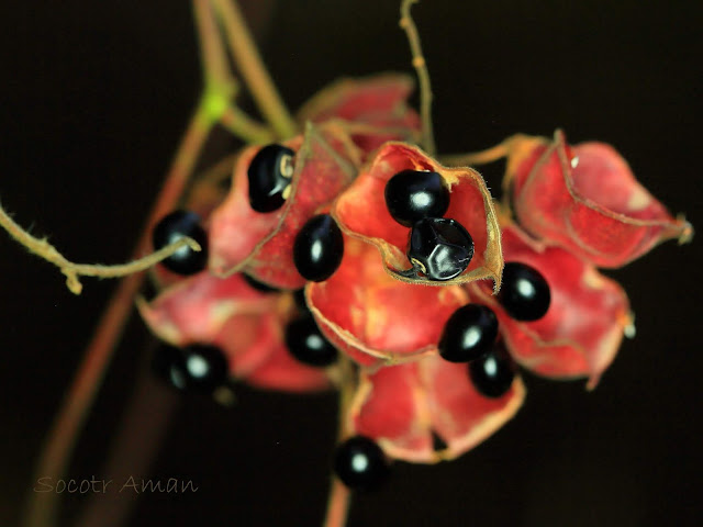 Rhynchosia acuminatifolia