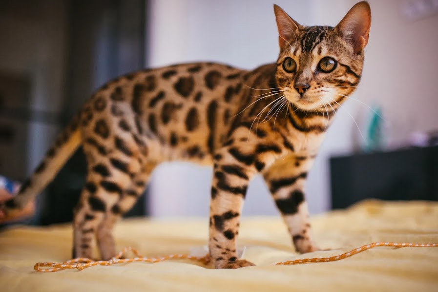 Leopard like house Cat