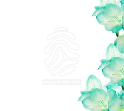 Flowers Border Design