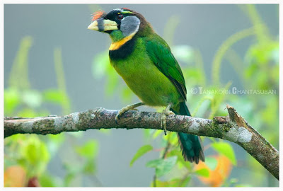 Fire tufted Barbet