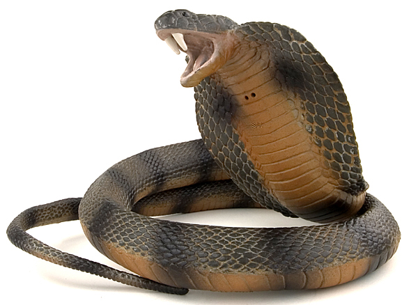 Black Cobra Snake