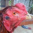 Keistimewaan Dan Kelemahan Ayam aduan Suro Rembes Serta Ciri ayam Yang memiliki kekuatan Magis (Ayam Suro)