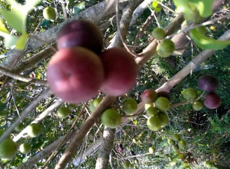 jual pohon bibit plum ausie yang baik riau Banjarbaru