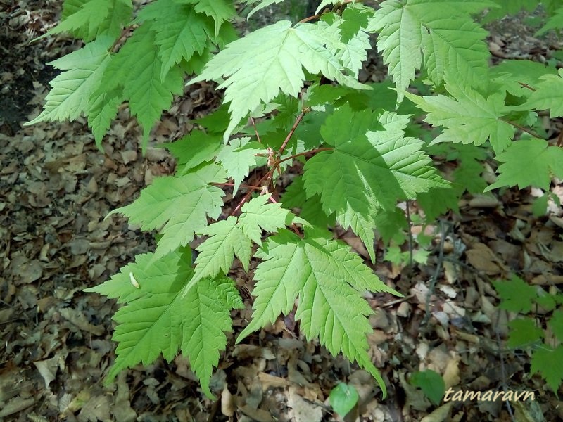 Клён бородатый / Клён бородчатонервный (Acer barbinerve)