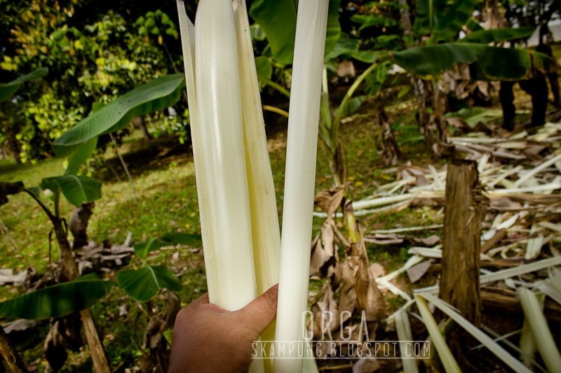 Skampung: Gulai Batang Pisang - Resepi Turun Temurun