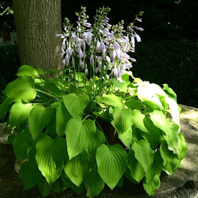Flowering hosta in a pot