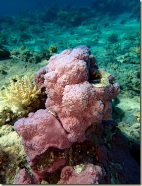 raroia2P5140111
