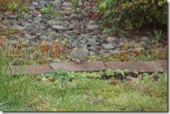 DSCF0487