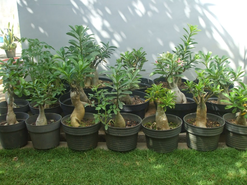 Tanaman Hias Rumah Minimalis Ornamental Plants