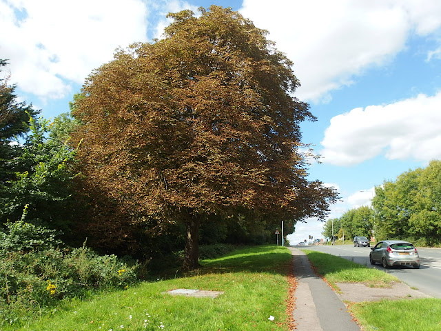 A sorry looking horse chestnut tree in Chippenham