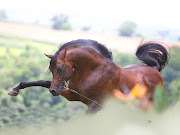 Los caballos árabes tienen en nuestra especialidad, la Resistencia Ecuestre, .