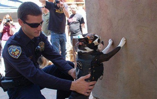 cute-pets-at-occupy-wall-street-01