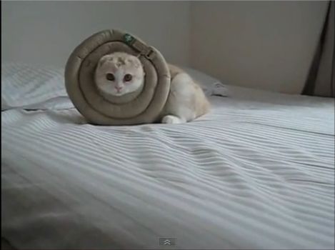 面白い動画集 みずきブログ ベッドの上で無邪気に遊ぶ猫