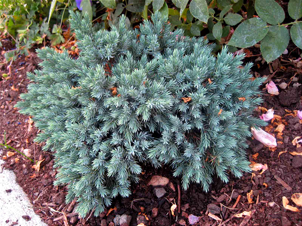 flowering evergreen shrubs zone 5 Images - Frompo