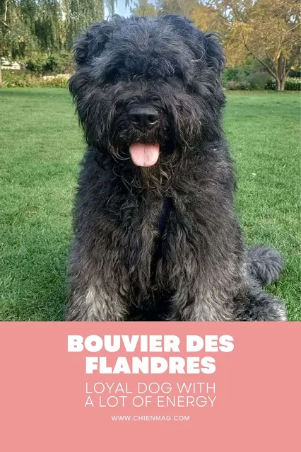 When is a Bouvier des Flandres fully grown