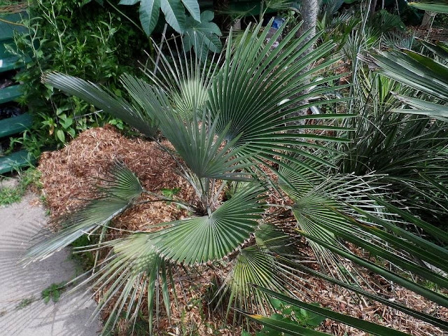 Trachycarpus princeps