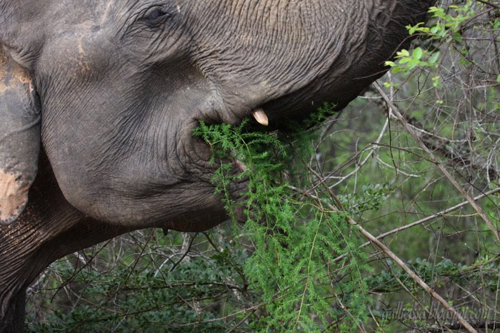 Asian Elephant