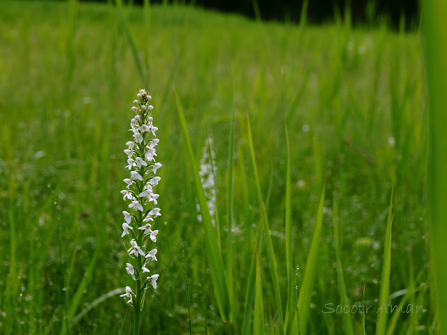 Platanthera hologlottis