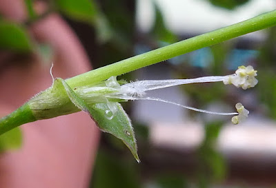 舖地錦竹草的花