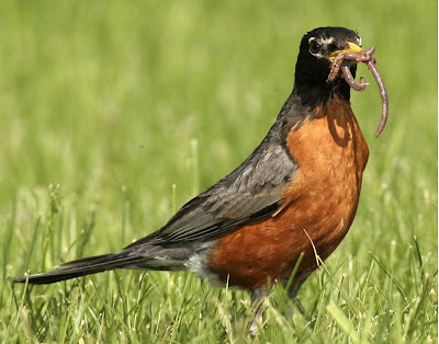 Burung murai merupakan burung kecil yang makanan utamanya serangga