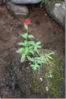 flower on rock