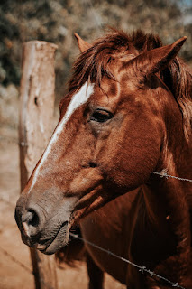How long are horses pregnant