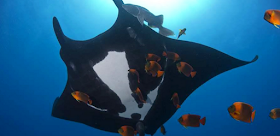 manta ray