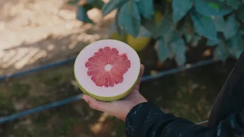 Bee Sweet Citrus encourages shoppers to ‘ring in the new year’ with specialty citrus