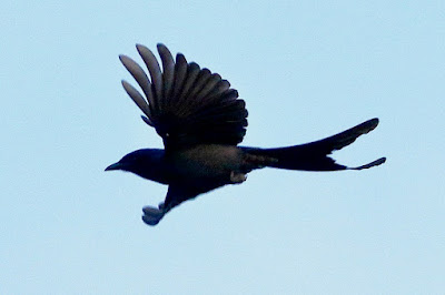 "Ashy Drongo - Dicrurus leucophaeus, making sorties and snapping up bees."