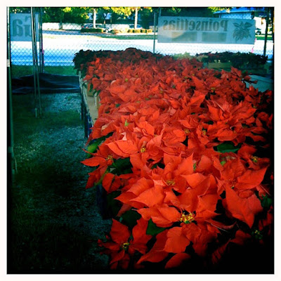 poinsettas