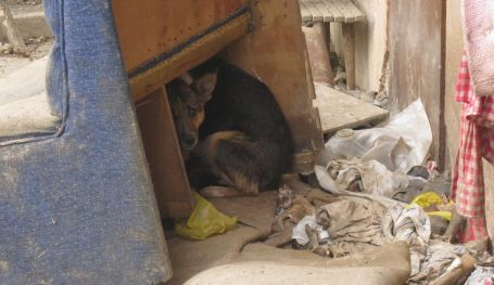 Mulher que matava cães e depois vendia a carne para consumo é finalmente Presa