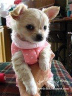 Chihuahua coat make no-sew jumper puppy dog sleeve sweater pattern