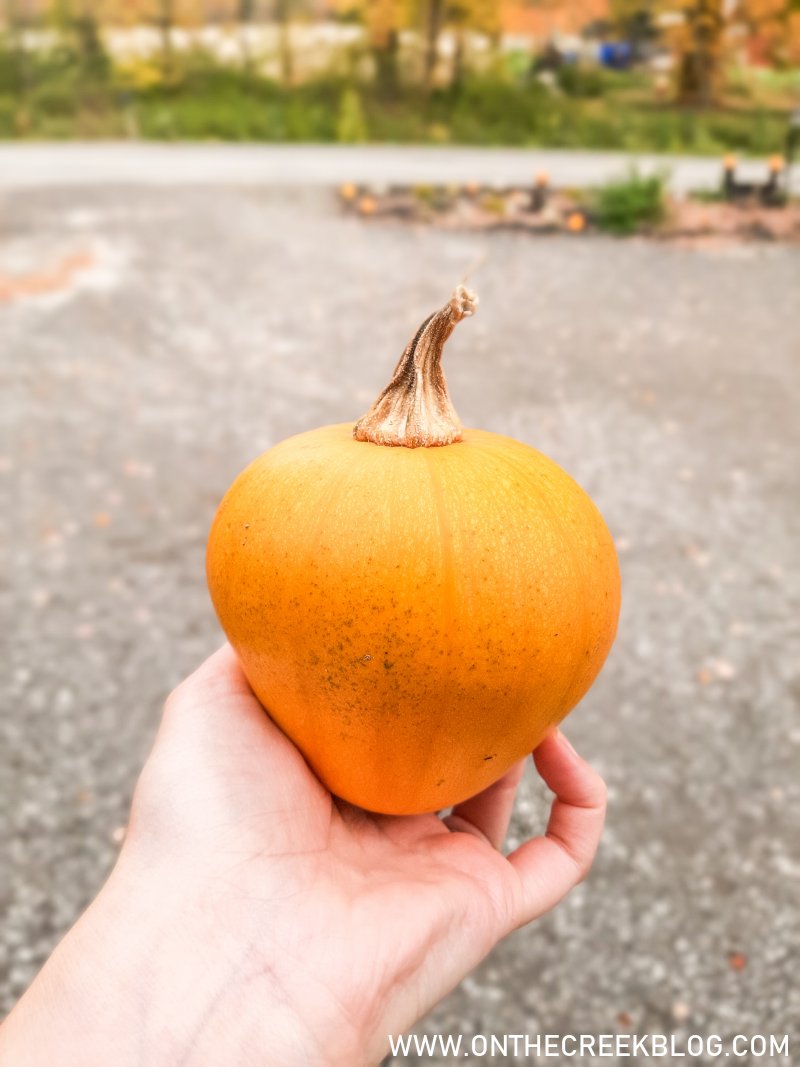 pumpkins grown in our garden | On The Creek Blog