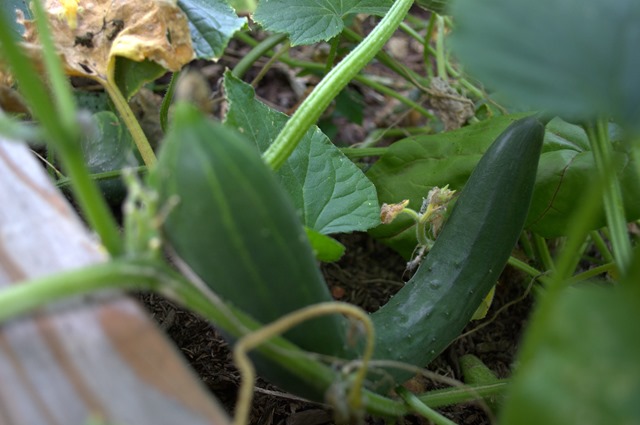 Cucumber Aug 8