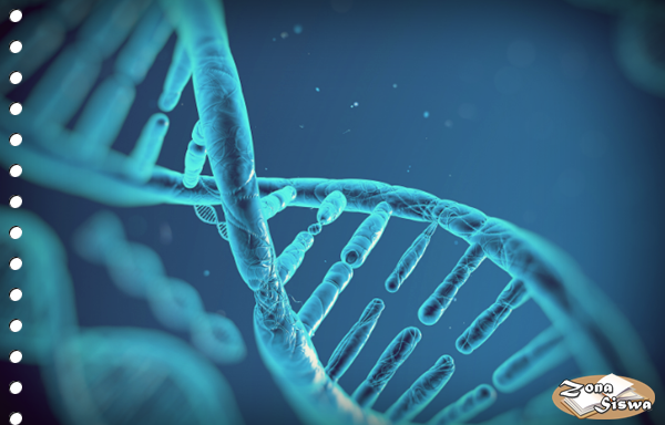 Pengertian dan Fungsi DNA (Deoksiribo Nucleid Acid)