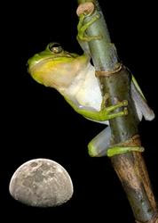 Tree Frog in the Okefenokee Swamp.