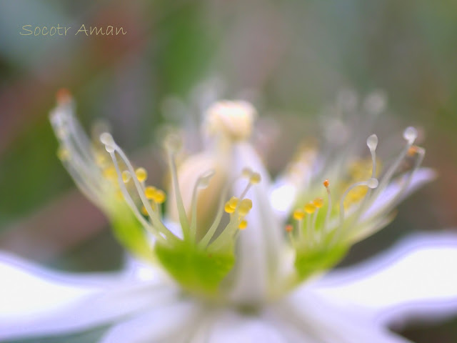 Parnassia palustris