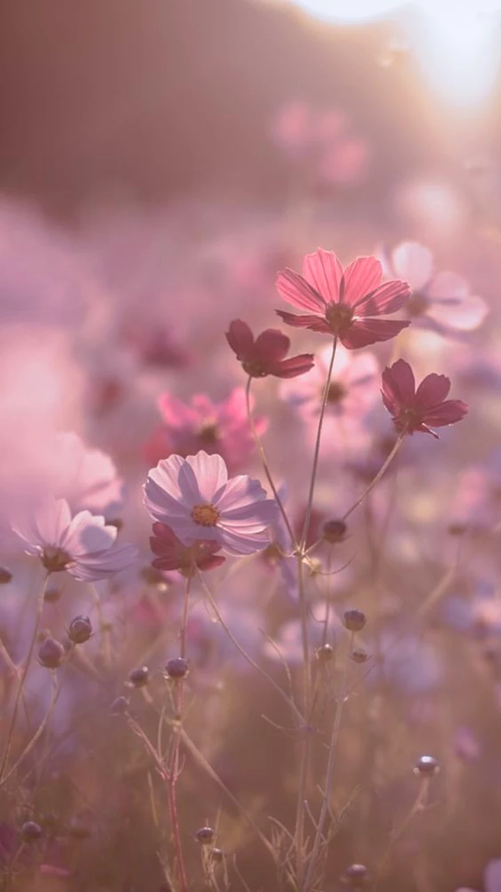 Papel de Parede Flores Rosas para Celular, Imagem para Relaxar, Por do Sol, hd, 4k.