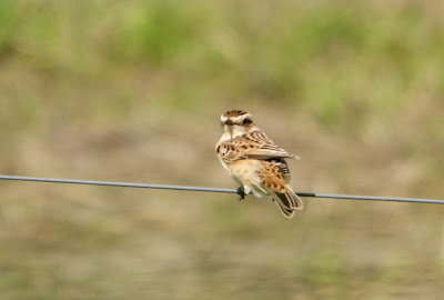 Paapke - Paapje - Saxicola rubetra