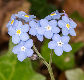 Wood Forget-me-not, Myosotis sylvatica.  The Knoll, Hayes, 10 May 2015.