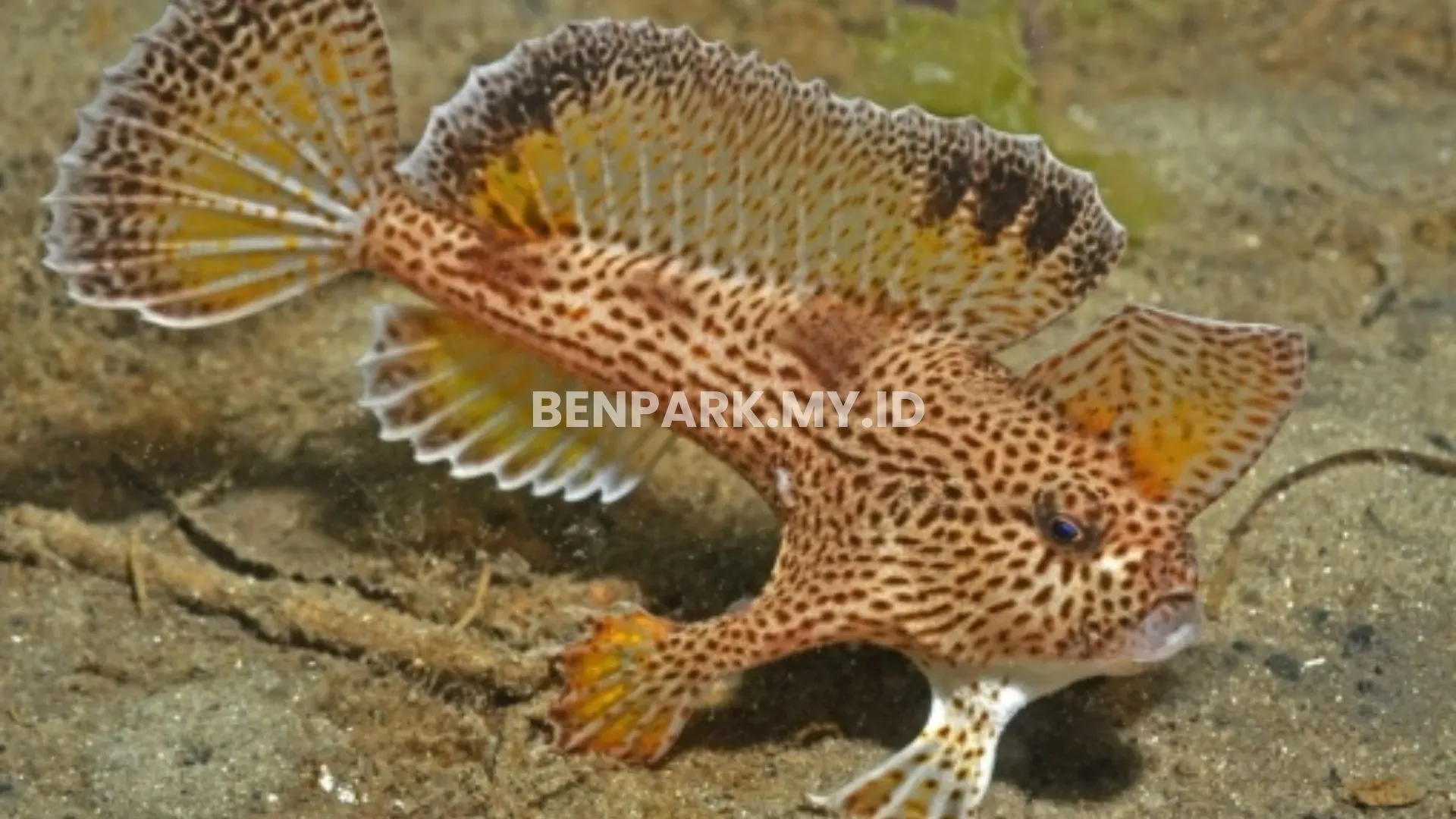 Ikan dengan Penampilan Terunik