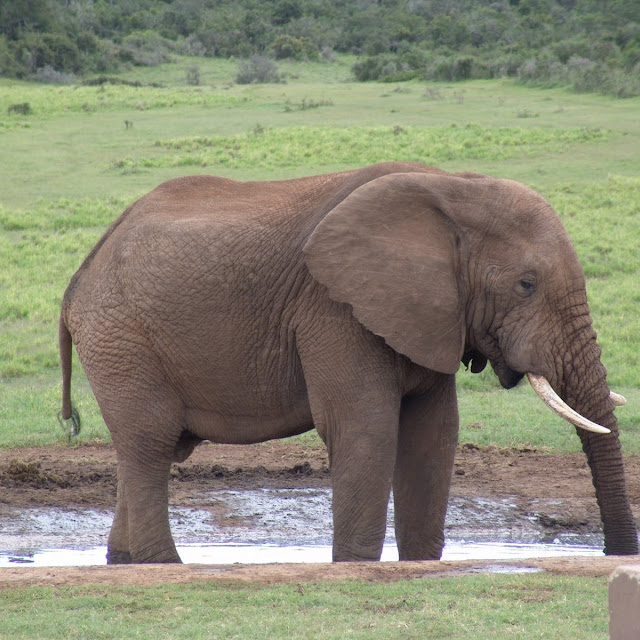  Foto  Foto  Binatang  Gambar  Gajah 