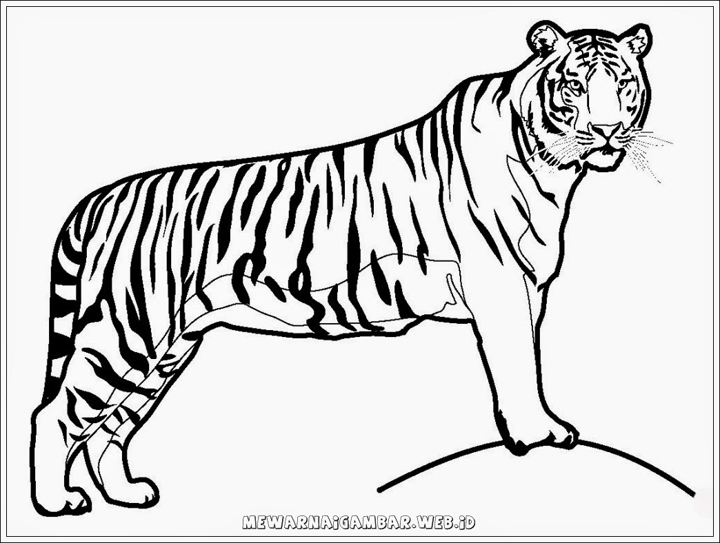  Gambar Kartun Harimau Lucu Terbaru Top Gambar 